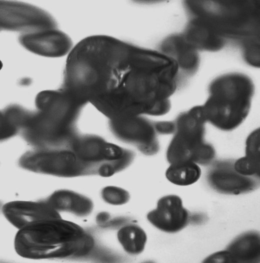 A raw backlit high-speed frame of bubbles in the reactor